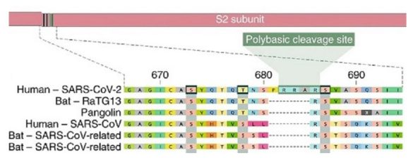 Furin Polybasic Cleavage Site